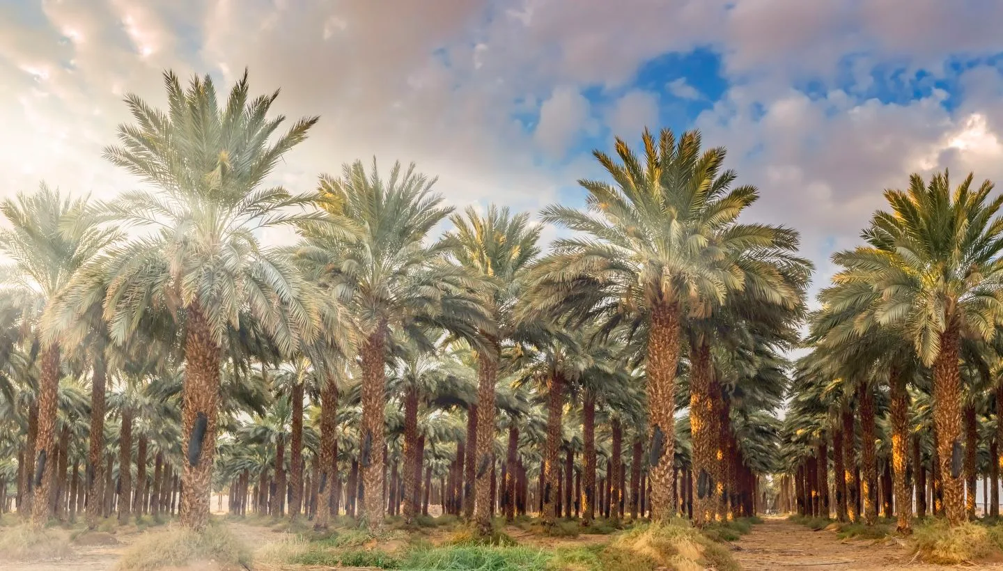 Lush palm tree grove under clouds