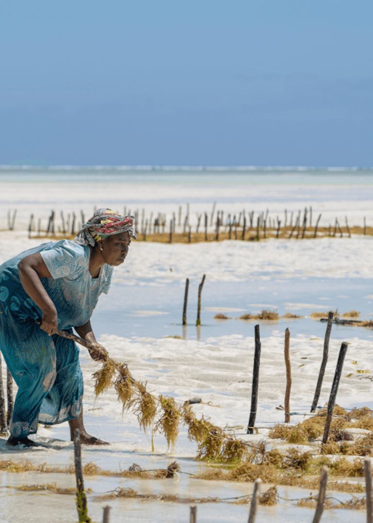 Seaweed Farms ENVI Paje ZANZIBAR