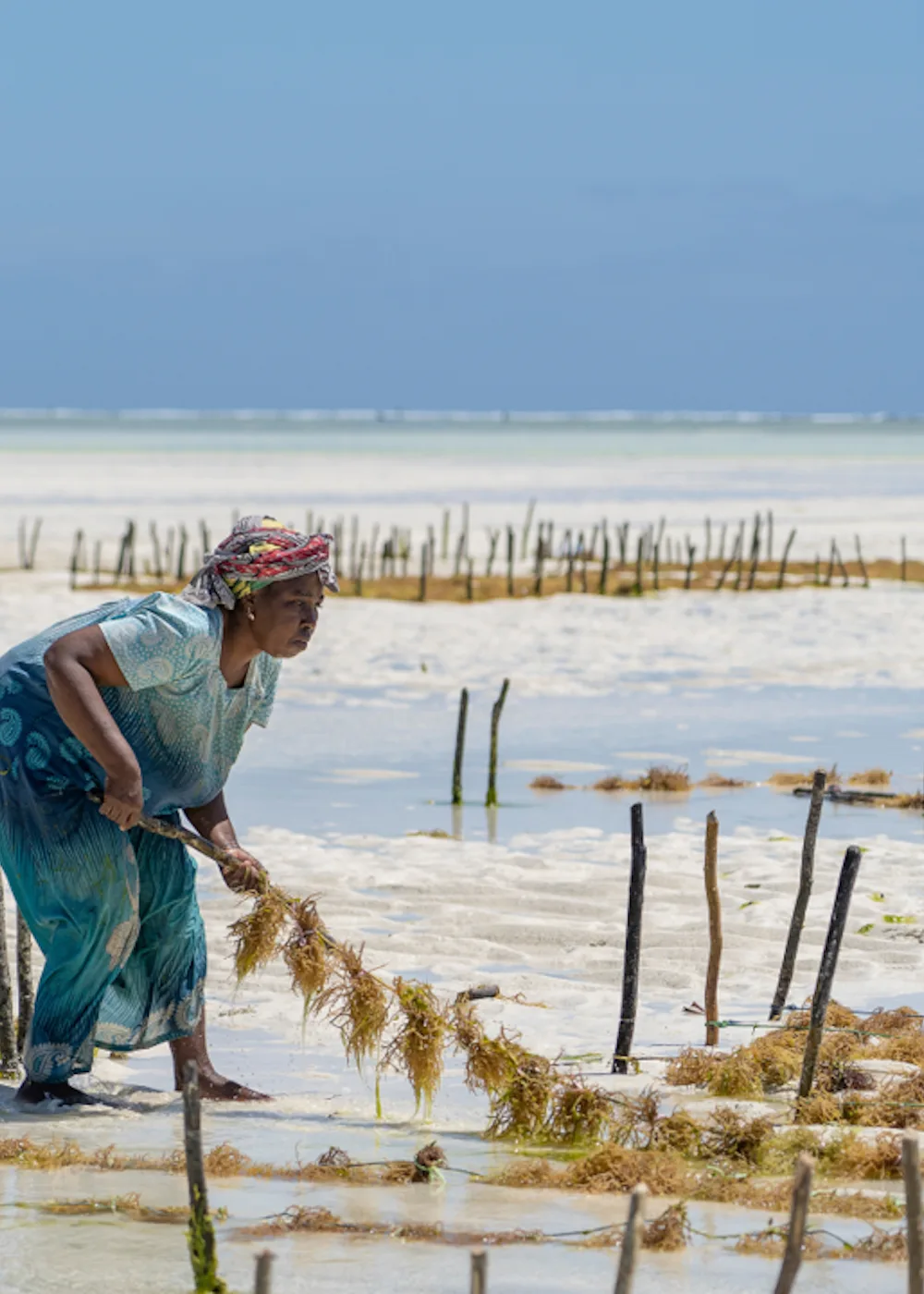 Seaweed Farms ENVI Paje ZANZIBAR
