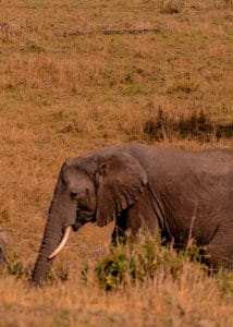 Elephant