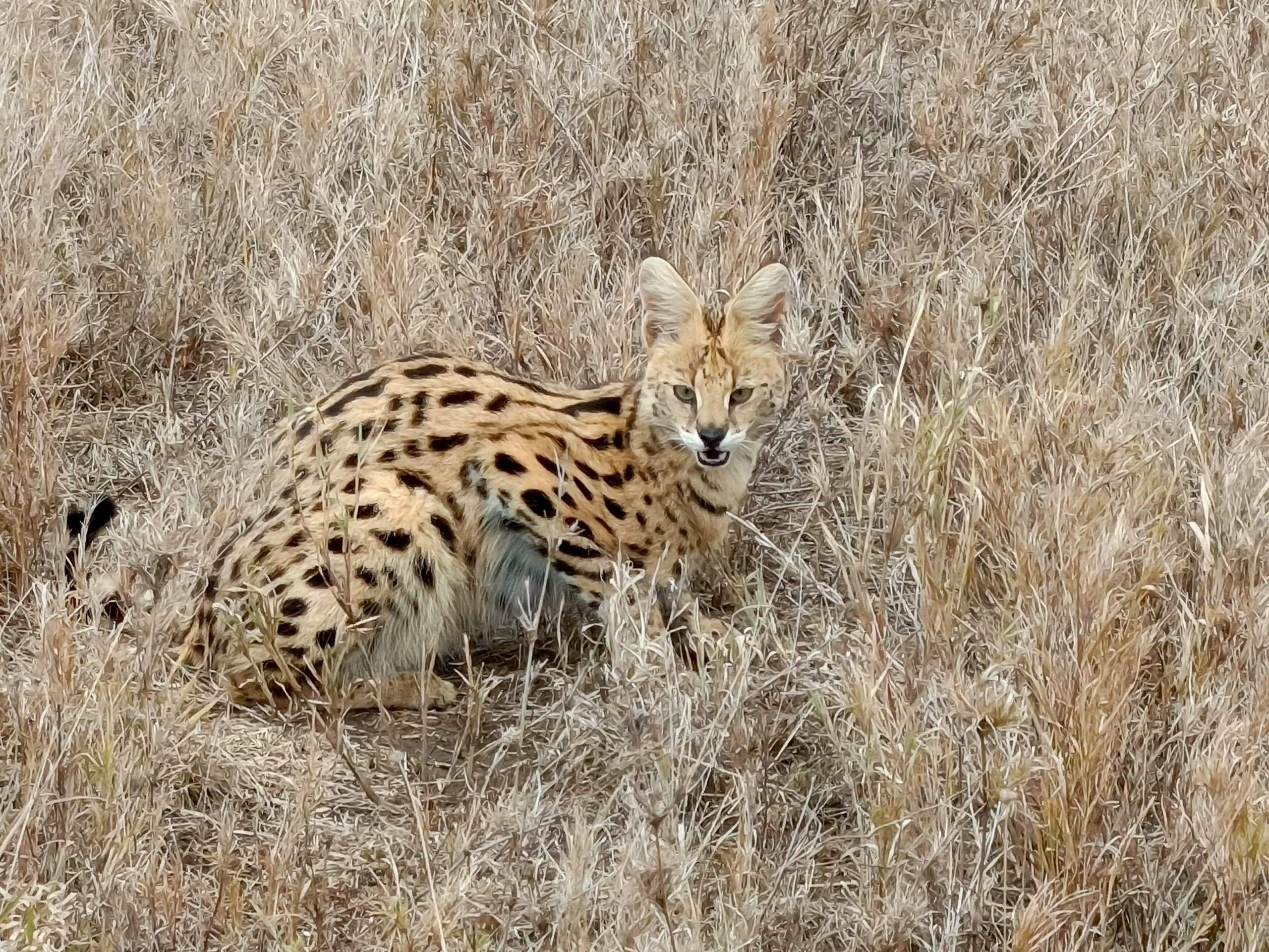 serval cat addo