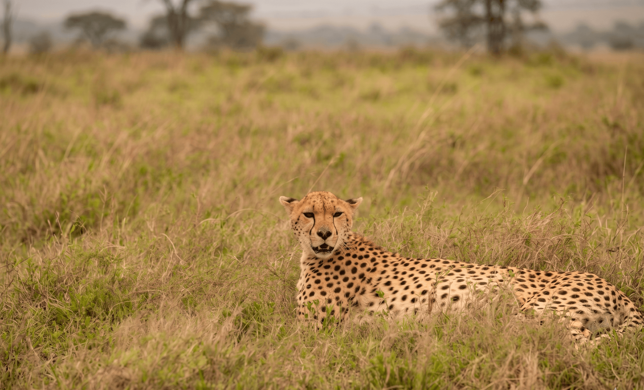 Cheetah ENVI Serengeti