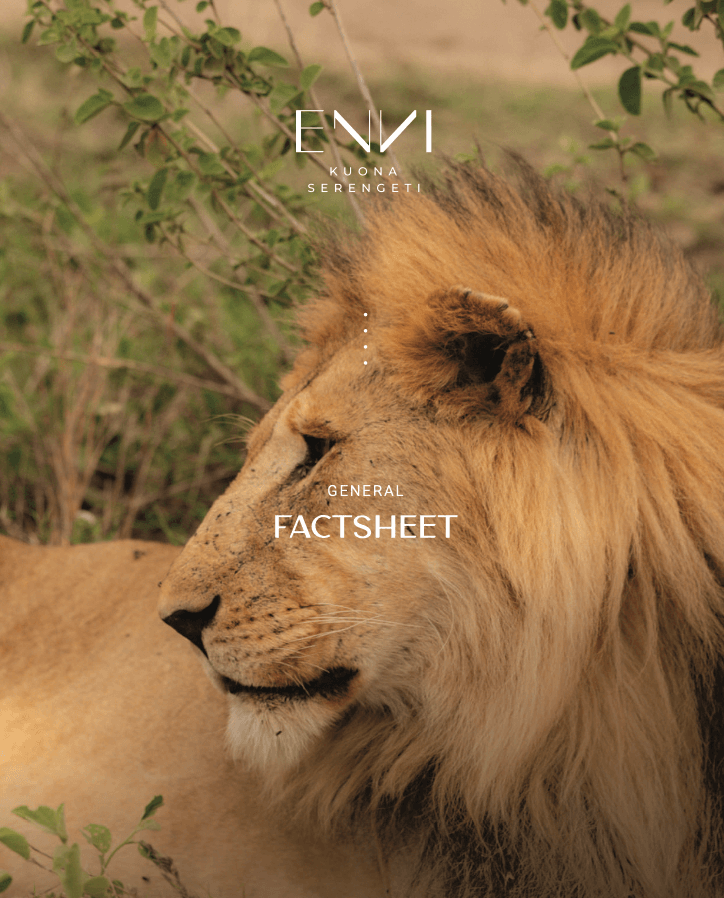 Kuona Serengeti Fact sheet cover
